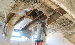 Reliable Fort Worth, TX Mold Remediation Solutions